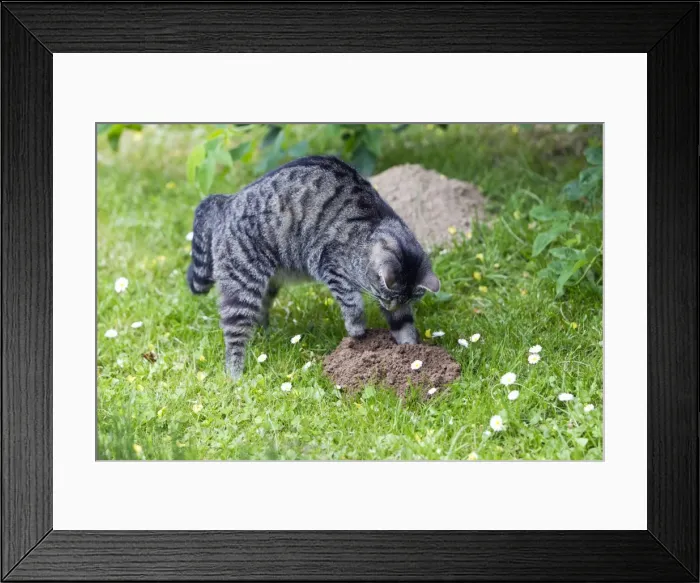 Framed Print : Cat - scratching at molehill in garden - Lower Saxony - Germany Framed Print : Cat - scratching at molehill in garden - Lower Saxony - Germany