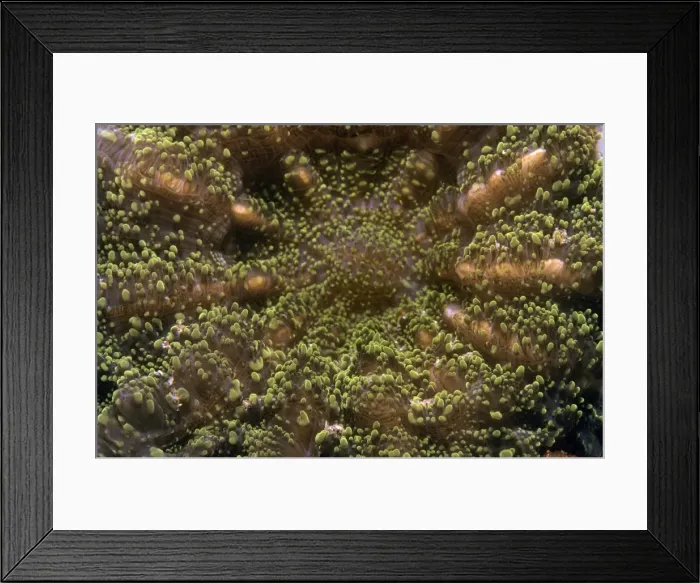 Framed Print : Single Hard Coral - Indo Pacific Framed Print : Single Hard Coral - Indo Pacific