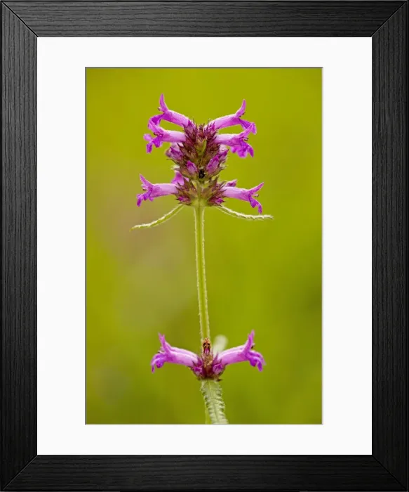 Framed Print : Betony, Stachys officinalis = Betonica in meadow, Dorset Framed Print : Betony, Stachys officinalis = Betonica in meadow, Dorset