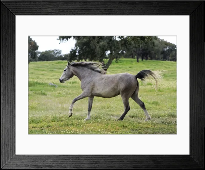 Framed Print : Arabic Horse - frolicking on meadow, Alentejo, Portugal Framed Print : Arabic Horse - frolicking on meadow, Alentejo, Portugal