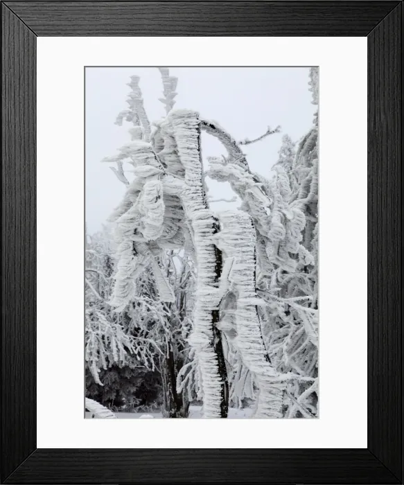 Framed Print : White Frost and Snow covered Trees - Ore Mountains - Germany Framed Print : White Frost and Snow covered Trees - Ore Mountains - Germany