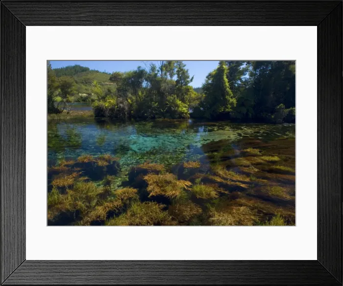Framed Print : Pupu Springs - amazingly clear water of Te Waikorupupu springs Golden Bay, Nelson District, South Island, New Zealand Framed Print : Pupu Springs - amazingly clear water of Te Waikorupupu springs Golden Bay, Nelson District, South Island, New Zealand