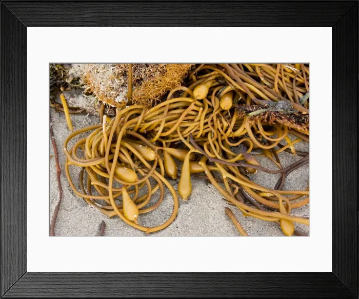 Framed Print : Giant Kelp - with pneumatocysts (air bladders) washed up from Pacific after a storm. Moss Landing, central California Framed Print : Giant Kelp - with pneumatocysts (air bladders) washed up from Pacific after a storm. Moss Landing, central California