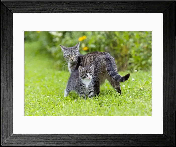 Framed Print : Cat - kitten with mother in garden - Lower Saxony - Germany Framed Print : Cat - kitten with mother in garden - Lower Saxony - Germany