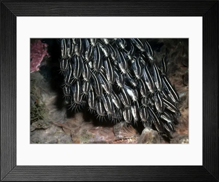 Framed Print : Striped Catfish - Indo Pacific Framed Print : Striped Catfish - Indo Pacific