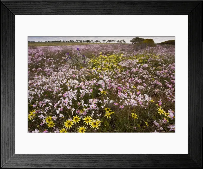 Framed Print : Pink Everlasting, Schoenia cassiniana = Helichrysum in masses, with yellow daisy Arctotheca calendula, near Perenjori, Western Australia