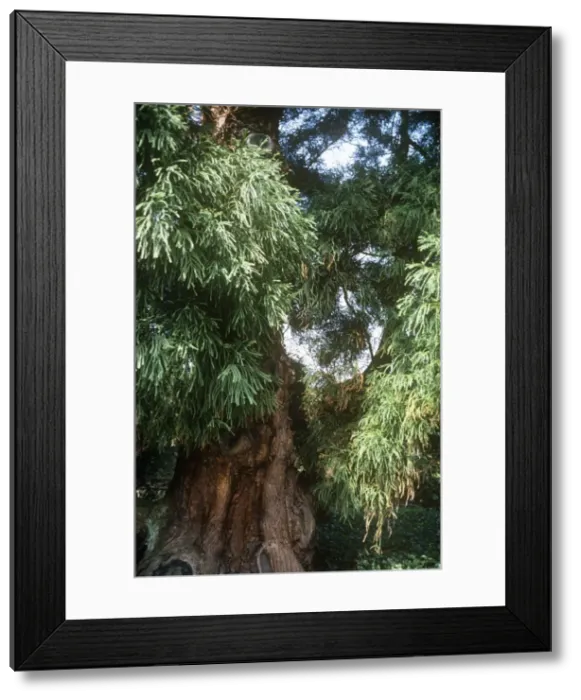 Framed Print : Japanese Cedar Framed Print : Japanese Cedar