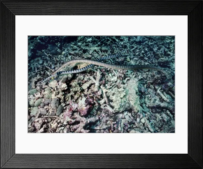 Framed Print : Black-banded sea krait - courting - Indonesia Framed Print : Black-banded sea krait - courting - Indonesia
