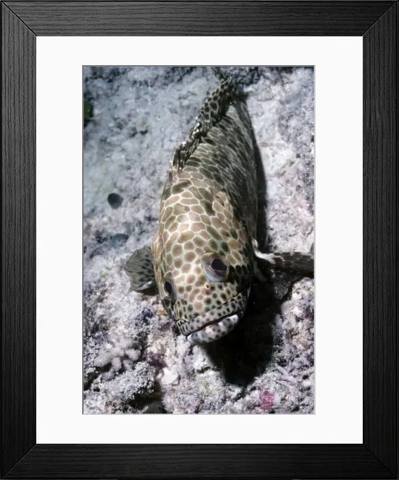 Framed Print : Honeycomb Grouper - Great Barrier Reef Framed Print : Honeycomb Grouper - Great Barrier Reef