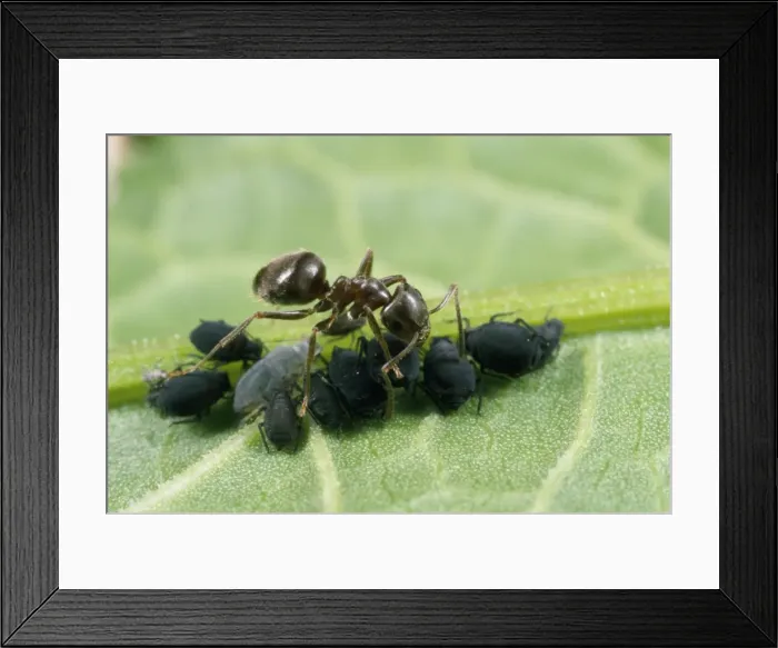 Framed Print : Black Ant - tending black bean aphids - UK Framed Print : Black Ant - tending black bean aphids - UK
