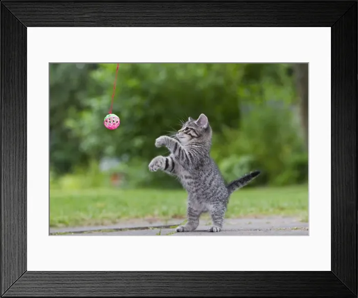 Framed Print : Cat - kitten playing with bell-ball - Lower Saxony - Germany Framed Print : Cat - kitten playing with bell-ball - Lower Saxony - Germany