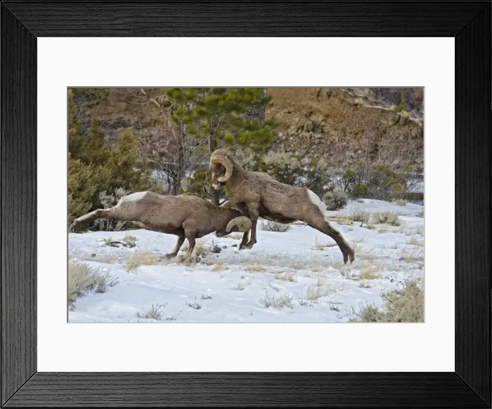 Framed Print : Rocky Mountain Bighorn Sheep - rams fighting / head butting during fall rut - in Autumn snow - Rocky Mountains - Wyoming - USA _E7C2775 Framed Print : Rocky Mountain Bighorn Sheep - rams fighting / head butting during fall rut - in Autumn snow - Rocky Mountains - Wyoming - USA _E7C2775