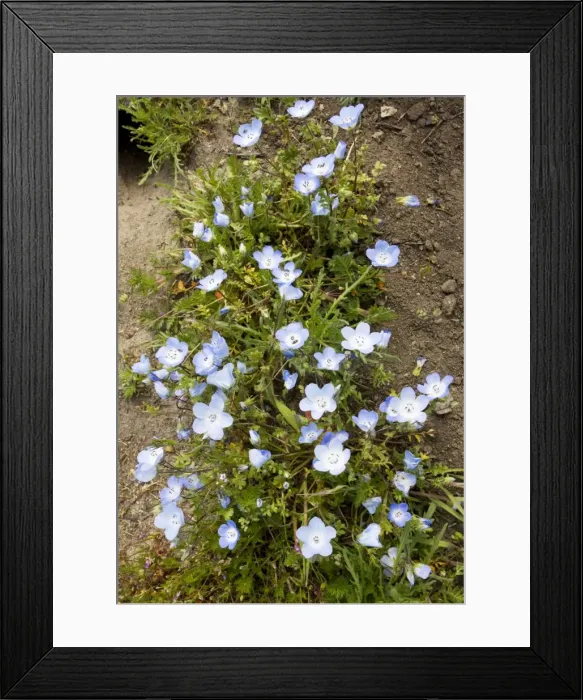 Framed Print : Baby Blue Eyes - at Shell Creek near San Luis Obispo, S. California Framed Print : Baby Blue Eyes - at Shell Creek near San Luis Obispo, S. California