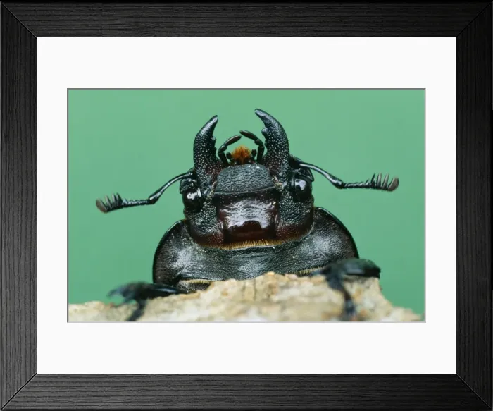Framed Print : Stag Beetle USH 24 Lucanus cervus © Duncan Usher / ardea. com Framed Print : Stag Beetle USH 24 Lucanus cervus © Duncan Usher / ardea. com