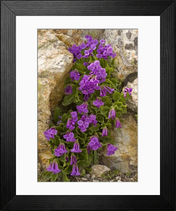Framed Print : Sticky primrose - lovely clump at high altitude in Upper Engadine, Swiss Alps Framed Print : Sticky primrose - lovely clump at high altitude in Upper Engadine, Swiss Alps