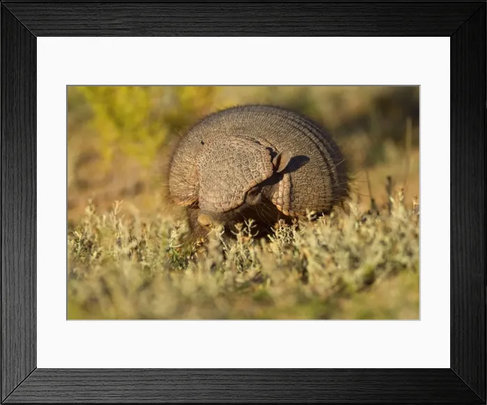 Framed Print : Big Hairy Armadillo / Larger Hairy Armadillo - adult foraging in pampa - Reserva Faunistica Peninsula Valdes - UNESCO World Heritage Site - Atlantic Coast - Patagonia - Argentina - South America Framed Print : Big Hairy Armadillo / Larger Hairy Armadillo - adult foraging in pampa - Reserva Faunistica Peninsula Valdes - UNESCO World Heritage Site - Atlantic Coast - Patagonia - Argentina - South America