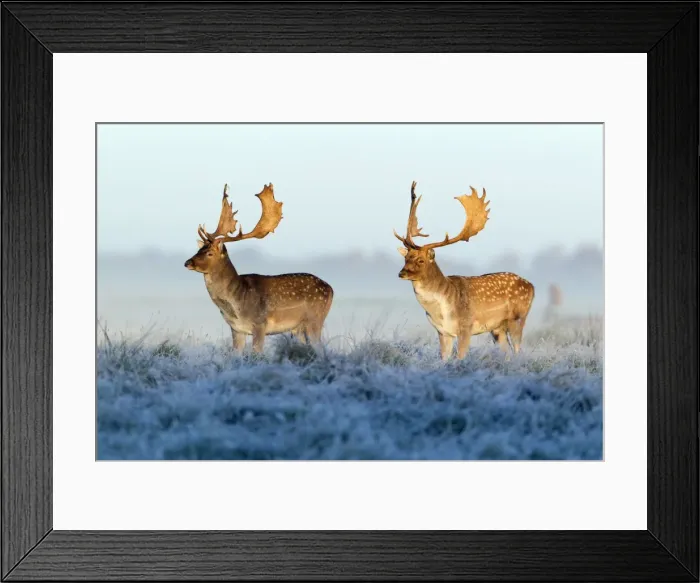Framed Print : Fallow Deer - bucks - two standing alert on frost covered meadow - at dawn - during the rut - Seeland - Denmark Framed Print : Fallow Deer - bucks - two standing alert on frost covered meadow - at dawn - during the rut - Seeland - Denmark