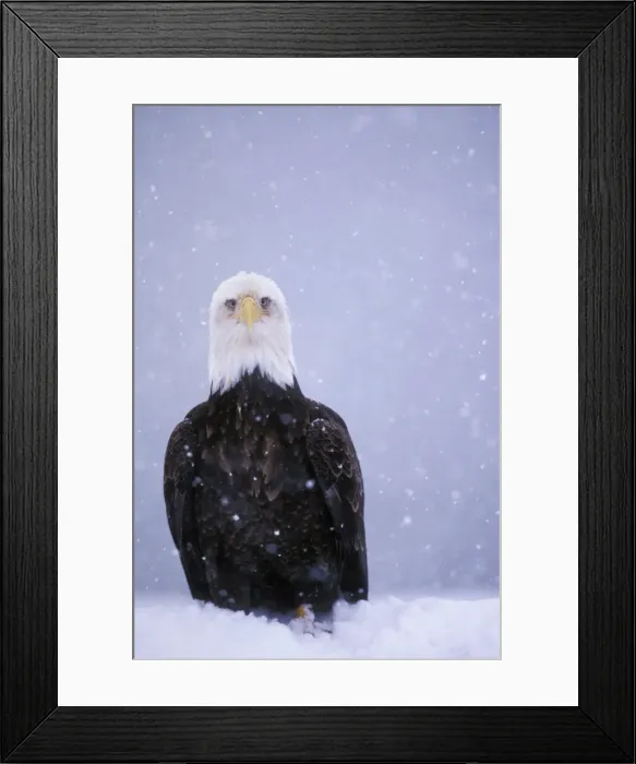 Framed Print : Bald Eagle TOM 649 In snowstorm Haliaeetus leucocephalus © Tom & Pat Leeson / ardea. com Framed Print : Bald Eagle TOM 649 In snowstorm Haliaeetus leucocephalus © Tom & Pat Leeson / ardea. com