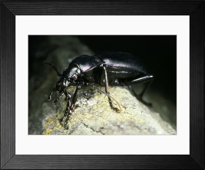 Framed Print : Ground Beetle - lateral view - UK Framed Print : Ground Beetle - lateral view - UK