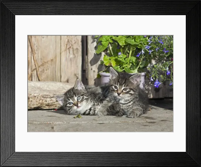 Framed Print : Cat - two kittens resting in front of garden shed - Lower Saxony - Germany Framed Print : Cat - two kittens resting in front of garden shed - Lower Saxony - Germany