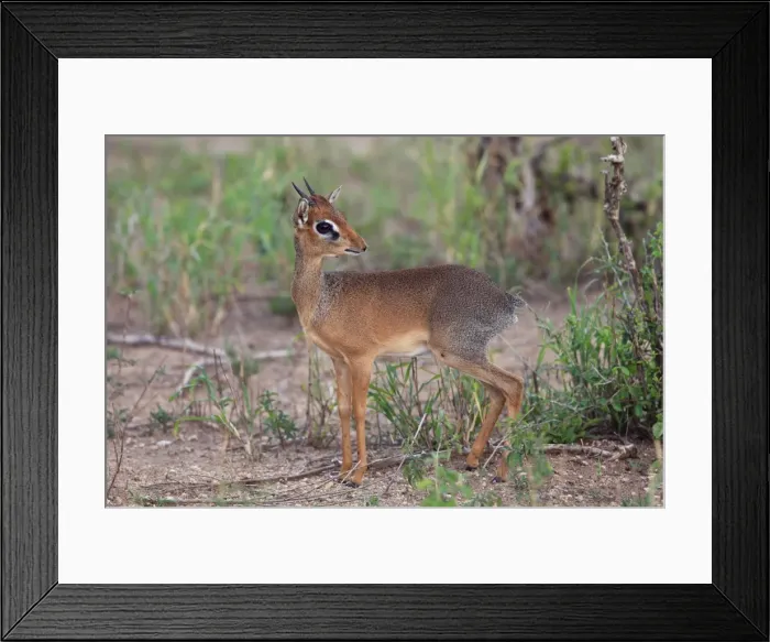 Framed Print : Dik-dik - Tarangire NP - Tanzania Framed Print : Dik-dik - Tarangire NP - Tanzania