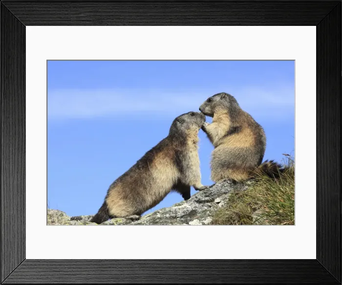 Framed Print : Alpine Marmot - two together - Europe Framed Print : Alpine Marmot - two together - Europe