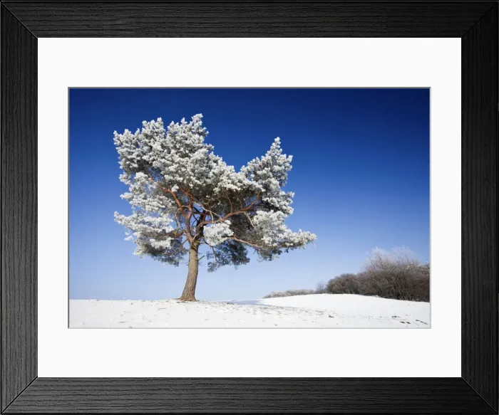 Framed Print : Scots Pine - covered in snow and frost - Hoher Meissner National park - North Hessen - Germany Framed Print : Scots Pine - covered in snow and frost - Hoher Meissner National park - North Hessen - Germany