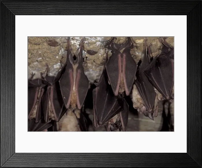Framed Print : Greater Horseshoe Bat - hibernation at cave - Argonne - France Framed Print : Greater Horseshoe Bat - hibernation at cave - Argonne - France