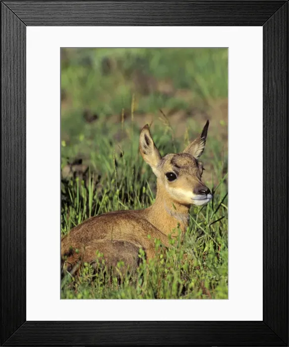 Framed Print : Pronghorn Antelope TOM 611 Fawn, resting - Montana, Western U. S. Antilocpra americana © Tom & Pat Leeson / ardea. com Framed Print : Pronghorn Antelope TOM 611 Fawn, resting - Montana, Western U. S. Antilocpra americana © Tom & Pat Leeson / ardea. com