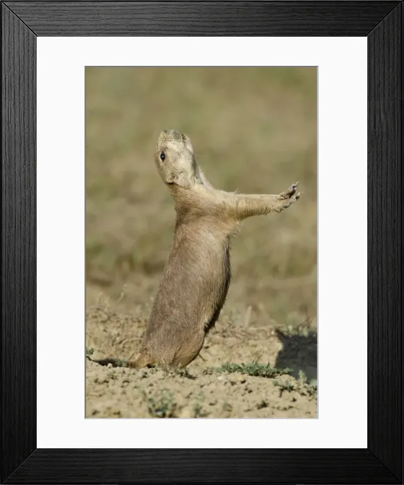 Framed Print : Black-tailed Prairie Dog - town / colony - one prairie dog doing jump-yip signal behaviour - Northern Great Plains - USA (whilst not definitive) Framed Print : Black-tailed Prairie Dog - town / colony - one prairie dog doing jump-yip signal behaviour - Northern Great Plains - USA (whilst not definitive)