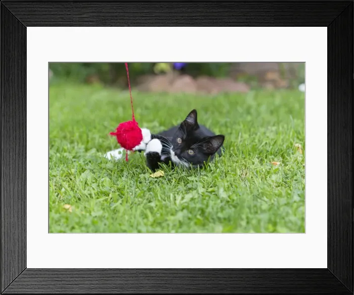 Framed Print : Cat - kitten playing with ball of wool in garden - Lower Saxony - Germany