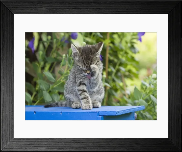 Framed Print : Cat - kitten cleaning itself - Lower Saxony - Germany Framed Print : Cat - kitten cleaning itself - Lower Saxony - Germany