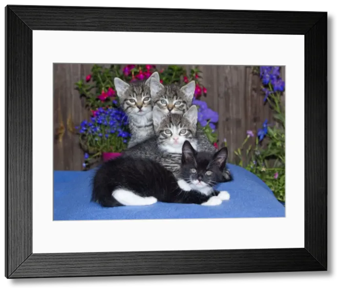 Framed Print : Cat - four kittens sitting together - outdoors - Lower Saxony - Germany Framed Print : Cat - four kittens sitting together - outdoors - Lower Saxony - Germany