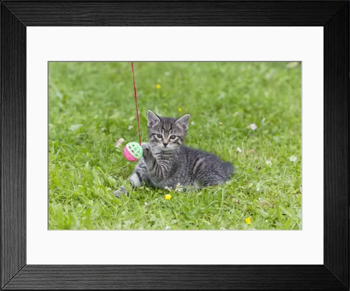 Framed Print : Cat - kitten playing with bell-ball on lawn - Lower Saxony - Germany Framed Print : Cat - kitten playing with bell-ball on lawn - Lower Saxony - Germany