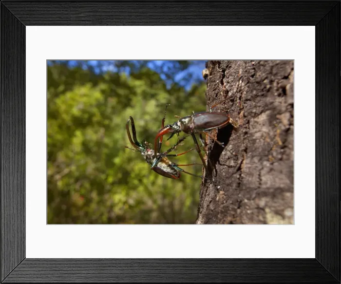 Framed Print : Darwin's Beetle / Grant's Stag Beetle / Chilean Stag Beetle - two giant male beetles fighting on a tree trunk - Queulat National Park - Patagonia - Carretera Austral - Chile - South America Framed Print : Darwin's Beetle / Grant's Stag Beetle / Chilean Stag Beetle - two giant male beetles fighting on a tree trunk - Queulat National Park - Patagonia - Carretera Austral - Chile - South America
