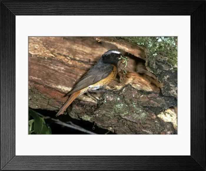 Framed Print : Redstart - male Framed Print : Redstart - male