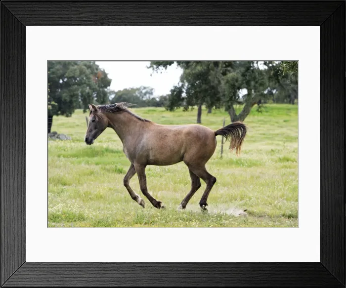 Framed Print : Arabic Horse - frolicking on meadow, Alentejo, Portugal Framed Print : Arabic Horse - frolicking on meadow, Alentejo, Portugal