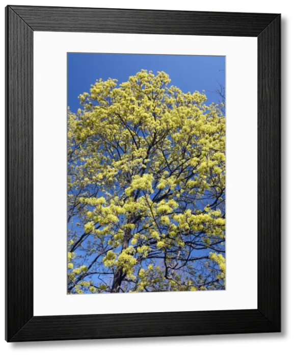 Framed Print : Norway Maple - tree in flower - springtime Hessen - Germany Framed Print : Norway Maple - tree in flower - springtime Hessen - Germany