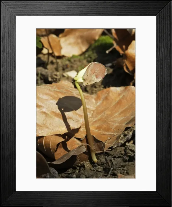 Framed Print : European Beech - seedling Alsace France Framed Print : European Beech - seedling Alsace France