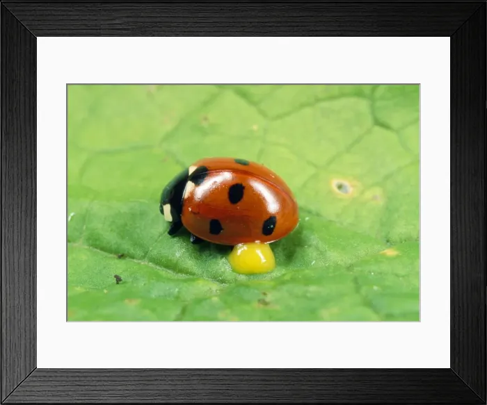 Framed Print : 7-spot Ladybird - autobleeding - UK also know as Coccinella septempunctata Framed Print : 7-spot Ladybird - autobleeding - UK also know as Coccinella septempunctata