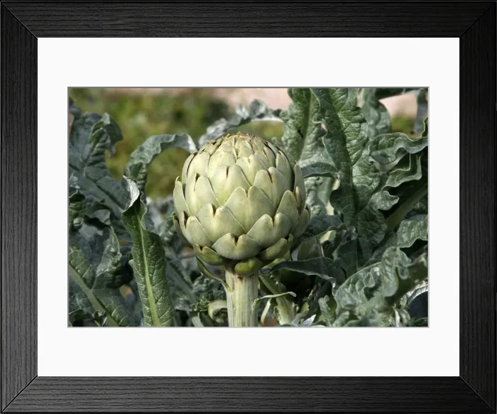 Framed Print : Artichoke. WAT-16361. Artichoke. M. Watson. Framed Print : Artichoke. WAT-16361. Artichoke. M. Watson.