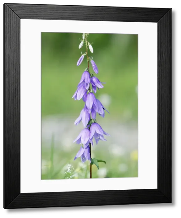Framed Print : Peach-leaved Belflower - flowering stalk, Lower Saxony, Germany Framed Print : Peach-leaved Belflower - flowering stalk, Lower Saxony, Germany