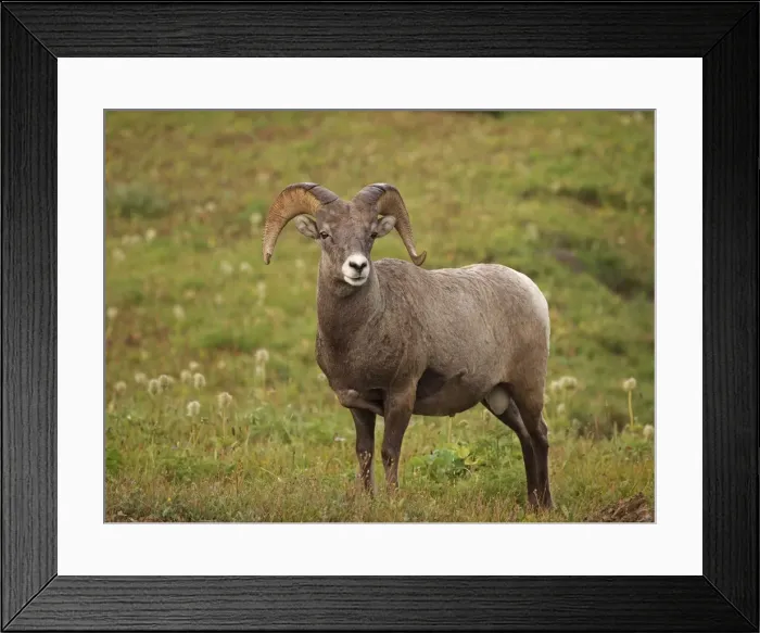 Framed Print : Bighorn / Big-Horn Sheep - urinating - Glacier National Park - USA Framed Print : Bighorn / Big-Horn Sheep - urinating - Glacier National Park - USA