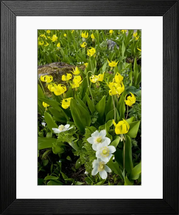 Framed Print : Masses of Yellow Glacier-Lily or Snow-Lily, with Western Pasque flowers, at Chester Lake - near Kananaskis, Rockies, Canada Framed Print : Masses of Yellow Glacier-Lily or Snow-Lily, with Western Pasque flowers, at Chester Lake - near Kananaskis, Rockies, Canada