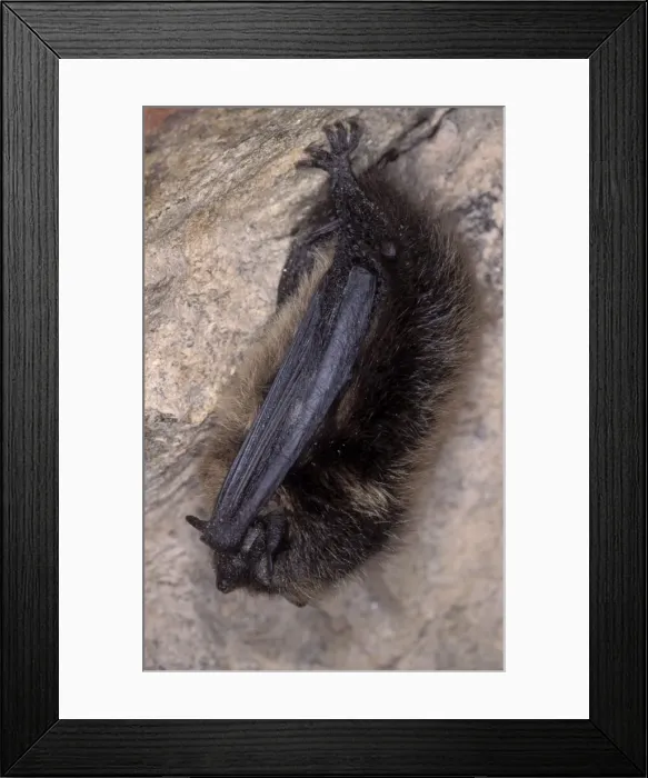 Framed Print : Northern Bat - hibernation at cave - the Ardennes - Belgium Framed Print : Northern Bat - hibernation at cave - the Ardennes - Belgium