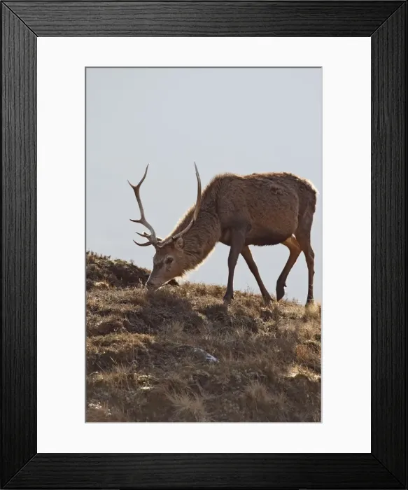 Framed Print : Red Deer - male. Scottish Moor - Aviemore - Scotland Framed Print : Red Deer - male. Scottish Moor - Aviemore - Scotland