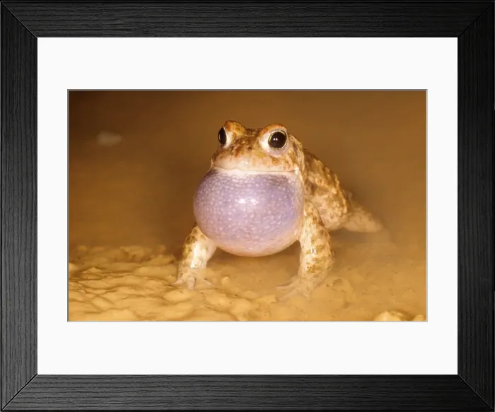 Framed Print : Natterjack Toad USH 328 Calling Bufo calamita © Duncan Usher / ardea. com Framed Print : Natterjack Toad USH 328 Calling Bufo calamita © Duncan Usher / ardea. com