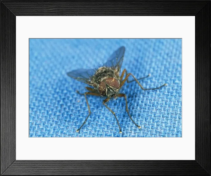 Framed Print : House Fly SPH 2685 On tablecloth, UK Diptera muscidae © Steve Hopkin / ardea. com Framed Print : House Fly SPH 2685 On tablecloth, UK Diptera muscidae © Steve Hopkin / ardea. com