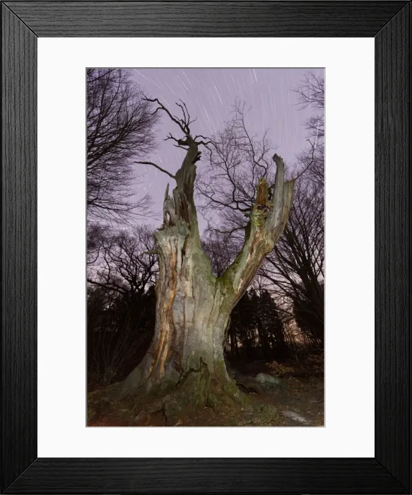 Framed Print : Ancient Oak Tree - and winter star trails - Sababurg Ancient Forest Reserve - North Hessen - Germany Framed Print : Ancient Oak Tree - and winter star trails - Sababurg Ancient Forest Reserve - North Hessen - Germany