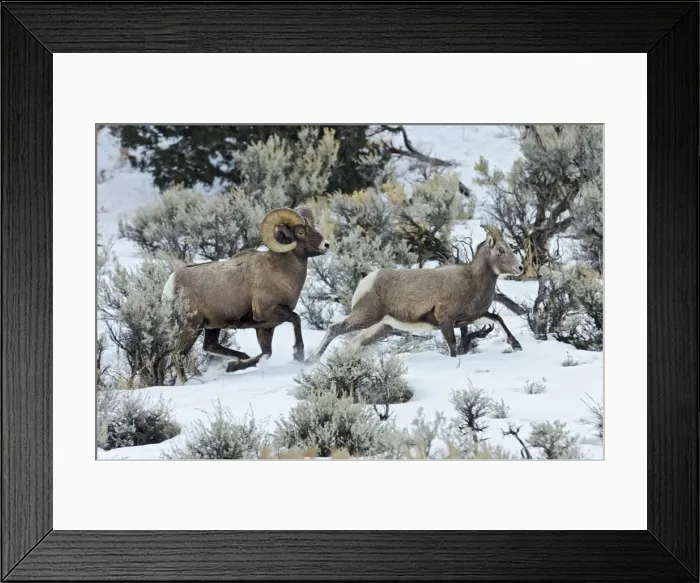 Framed Print : Bighorn Sheep - ram chasing ewe he thinks is ready to mate (estrus) in December snow - Rocky Mountains - USA _E7C3470 Framed Print : Bighorn Sheep - ram chasing ewe he thinks is ready to mate (estrus) in December snow - Rocky Mountains - USA _E7C3470